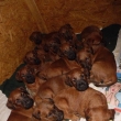 12 sourozenc�