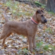 Guld�k 5,5 m�s�c�