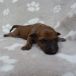 kluk modr�